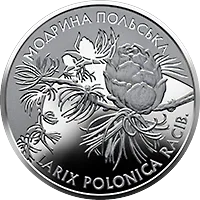 Модрина польська — реверс