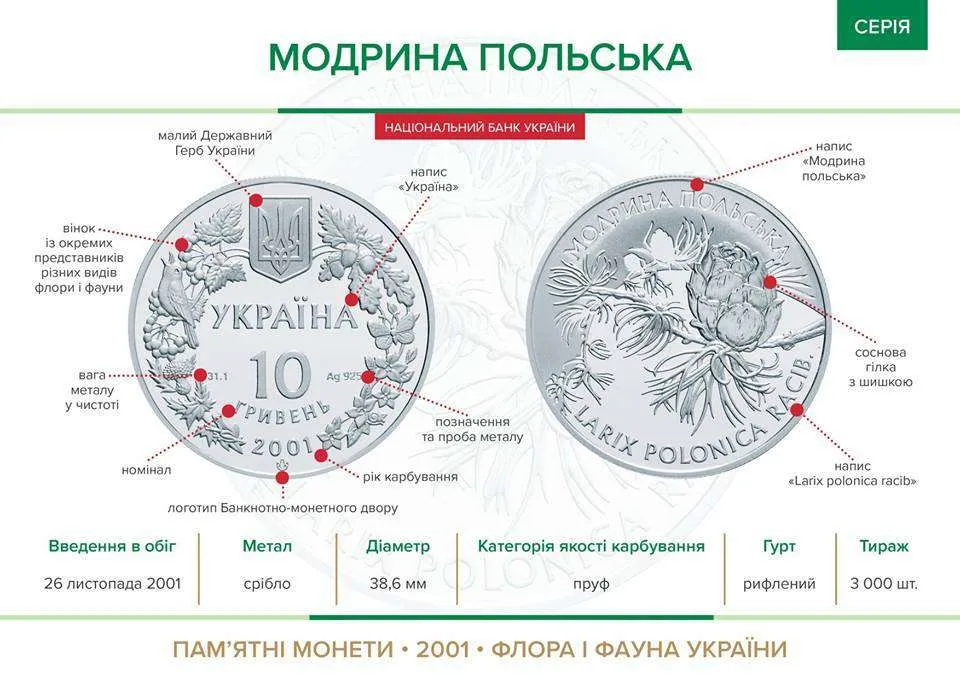 Модрина польська — інфо