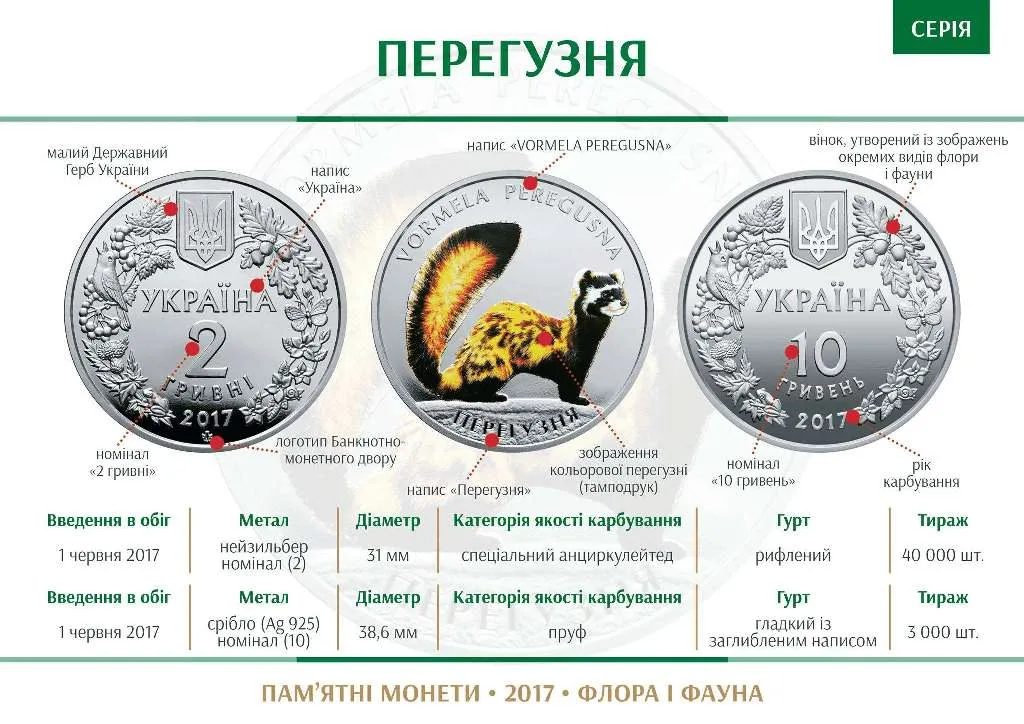 Перегузня — інфо