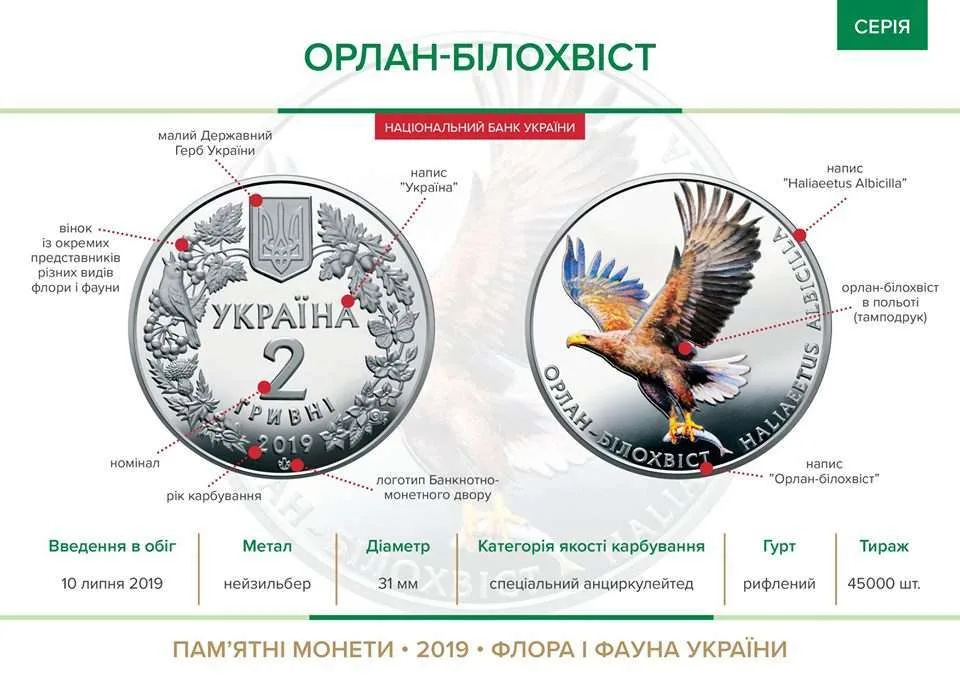 Орлан-білохвіст — інфо 1