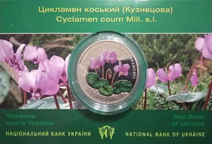 Цикламен коський (Кузнецова) — інфо 1