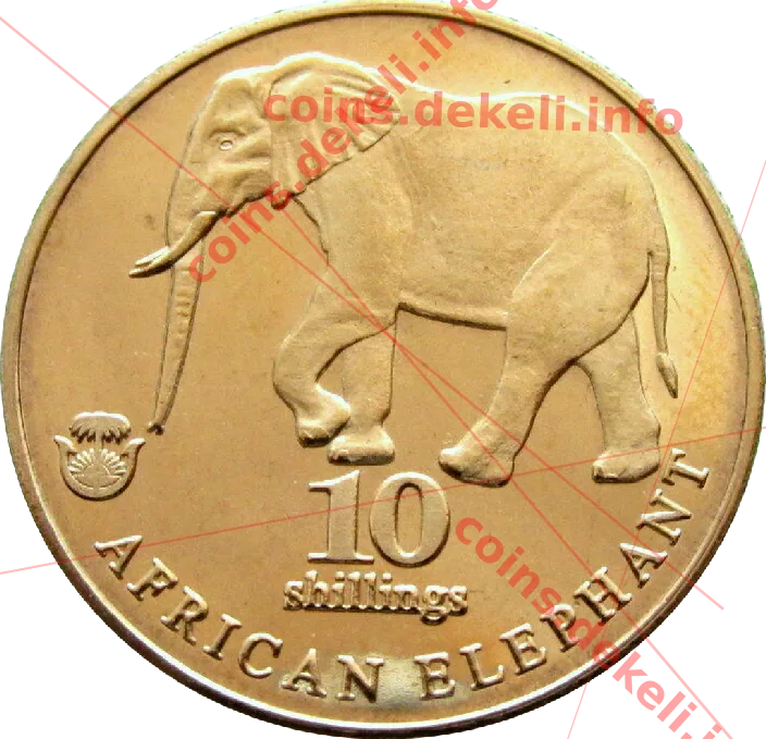 African elephant