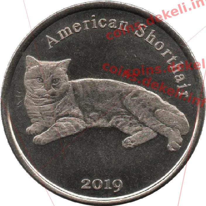 American Shorthair