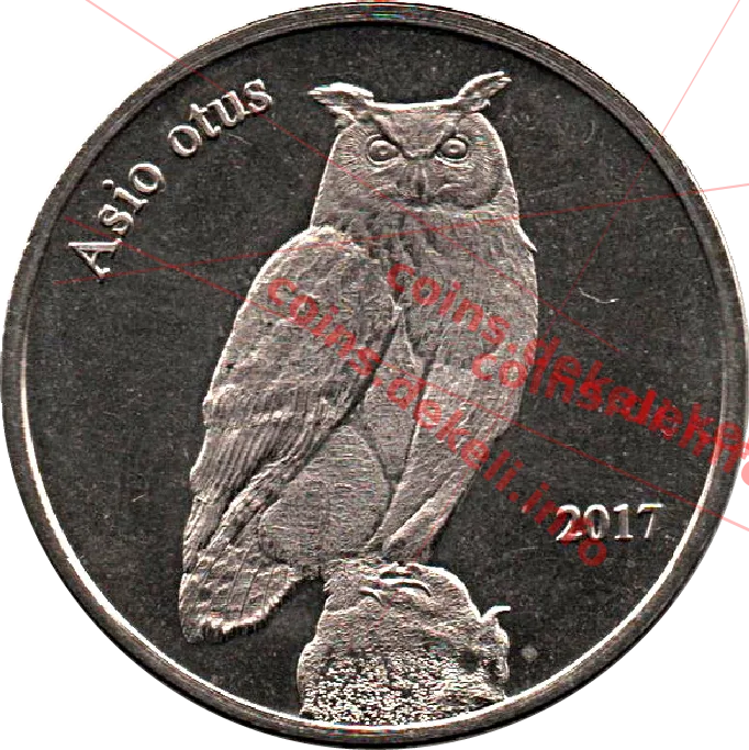 Asio otus — реверс