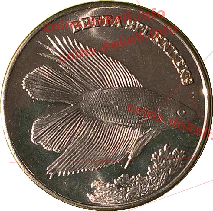 Beta splendens
