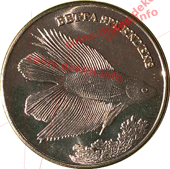 Beta splendens