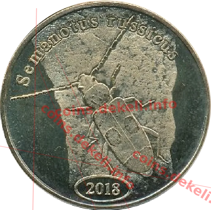 Semanotus russicus — реверс