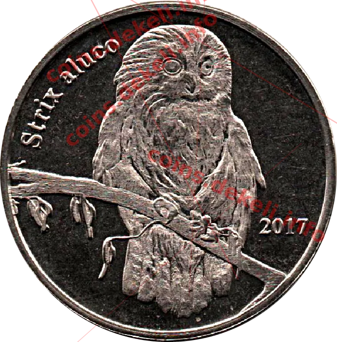 Strix aluco — реверс
