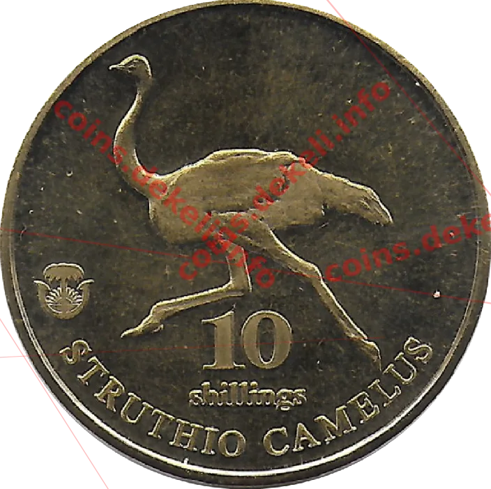 Struthio camelus