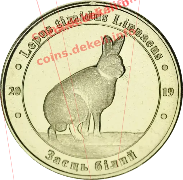 Заєць білий
