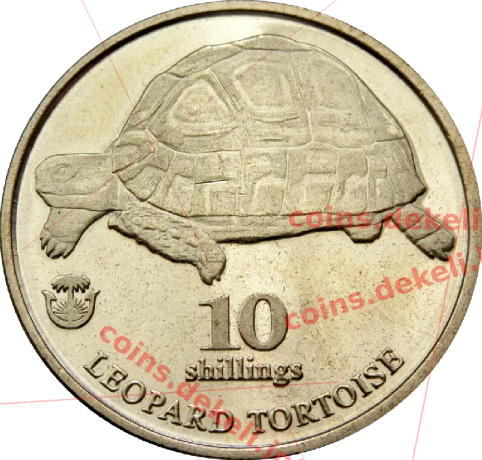 Leopard tortoise