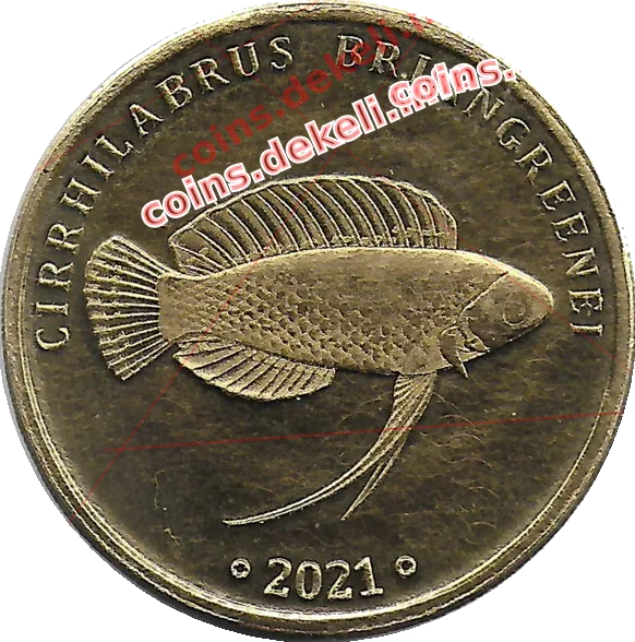 Cirrhilabrus briangrenei