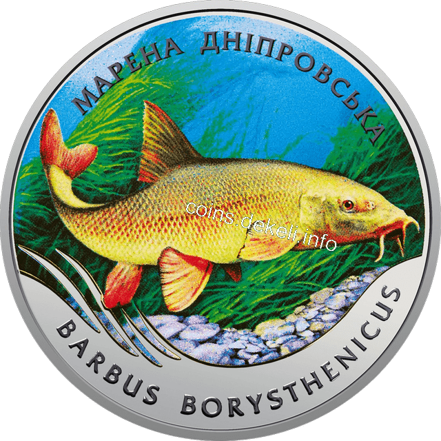 Марена дніпровська