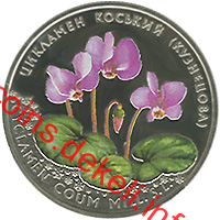 Цикламен коський (Кузнецова)