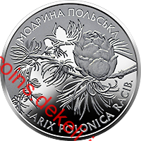 Модрина польська