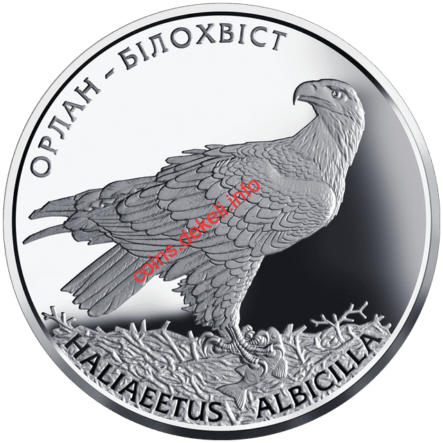 Орлан-білохвіст