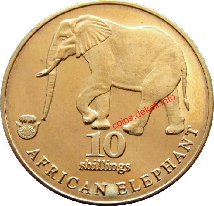 African elephant