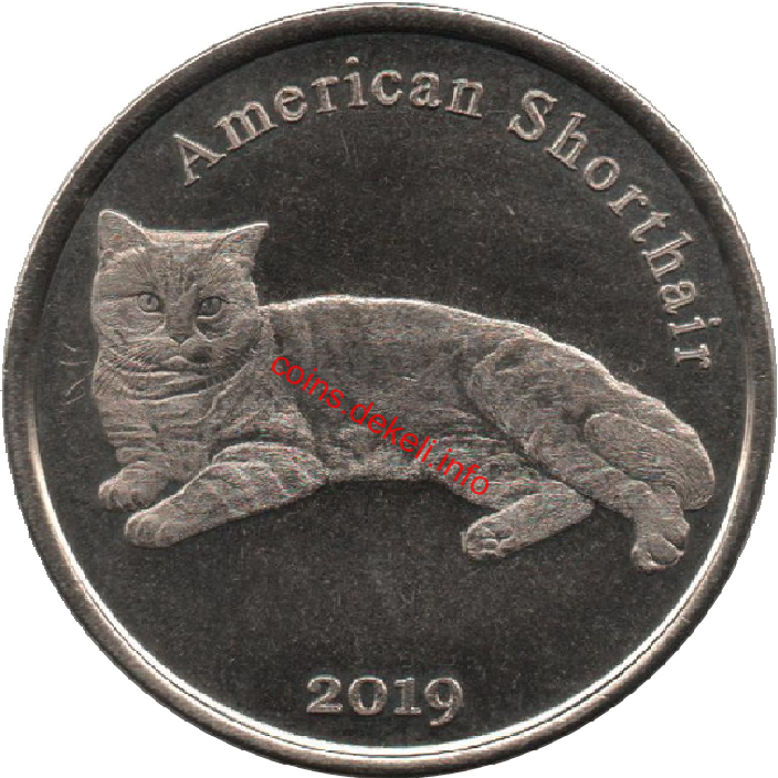 American Shorthair