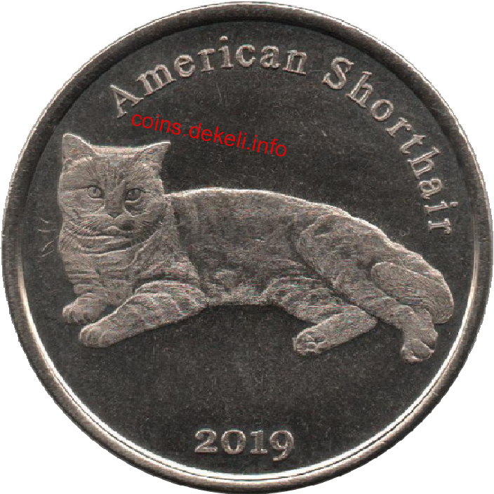 American Shorthair