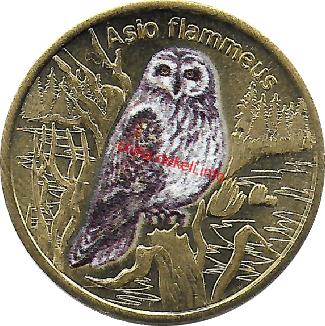 Asio flammeus