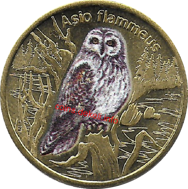 Asio flammeus