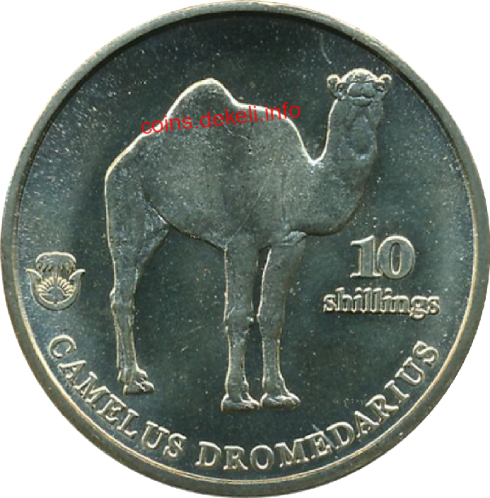 Camelus dromedarius