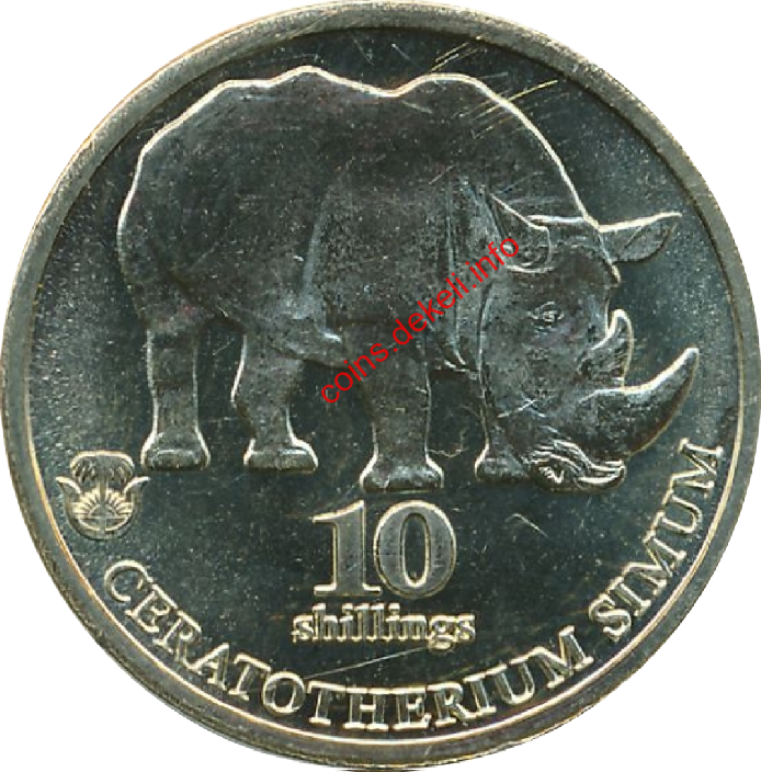 Ceratotherium simum