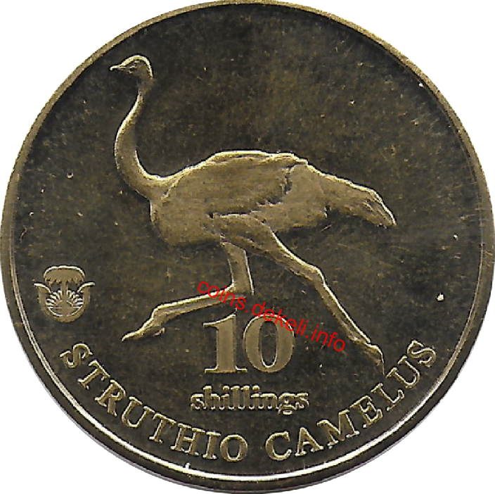 Struthio camelus