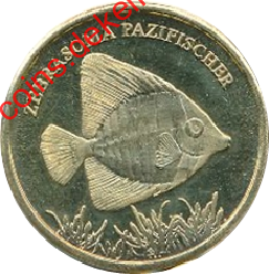 Zebrasoma pazifischer