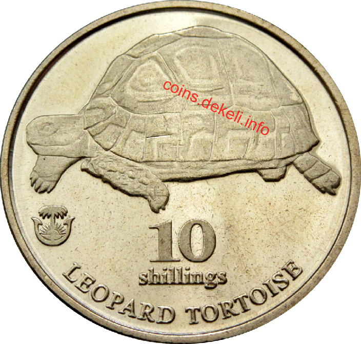 Leopard tortoise