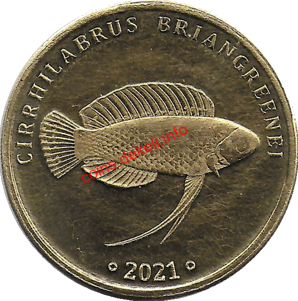 Cirrhilabrus briangrenei