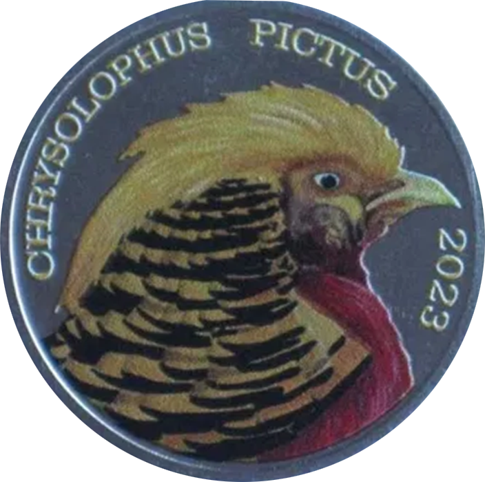 Chrysolphus oictus